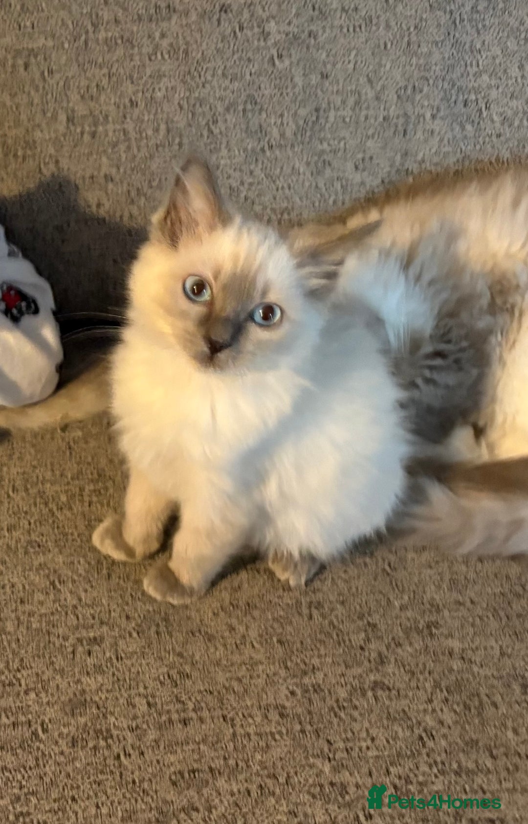 Ragdoll cats for sale: 🏆Ready Now. GCCF Champion Lines Ragdoll kittens - Advert 4