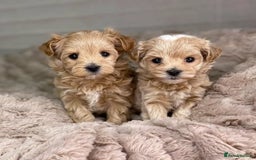 Maltipoo dogs for sale: adorable Maltipoo puppies for sale  - Image 10