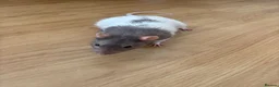 Rat rodents for sale: 3 lovely boy rats looking for a new home  - Advert 6