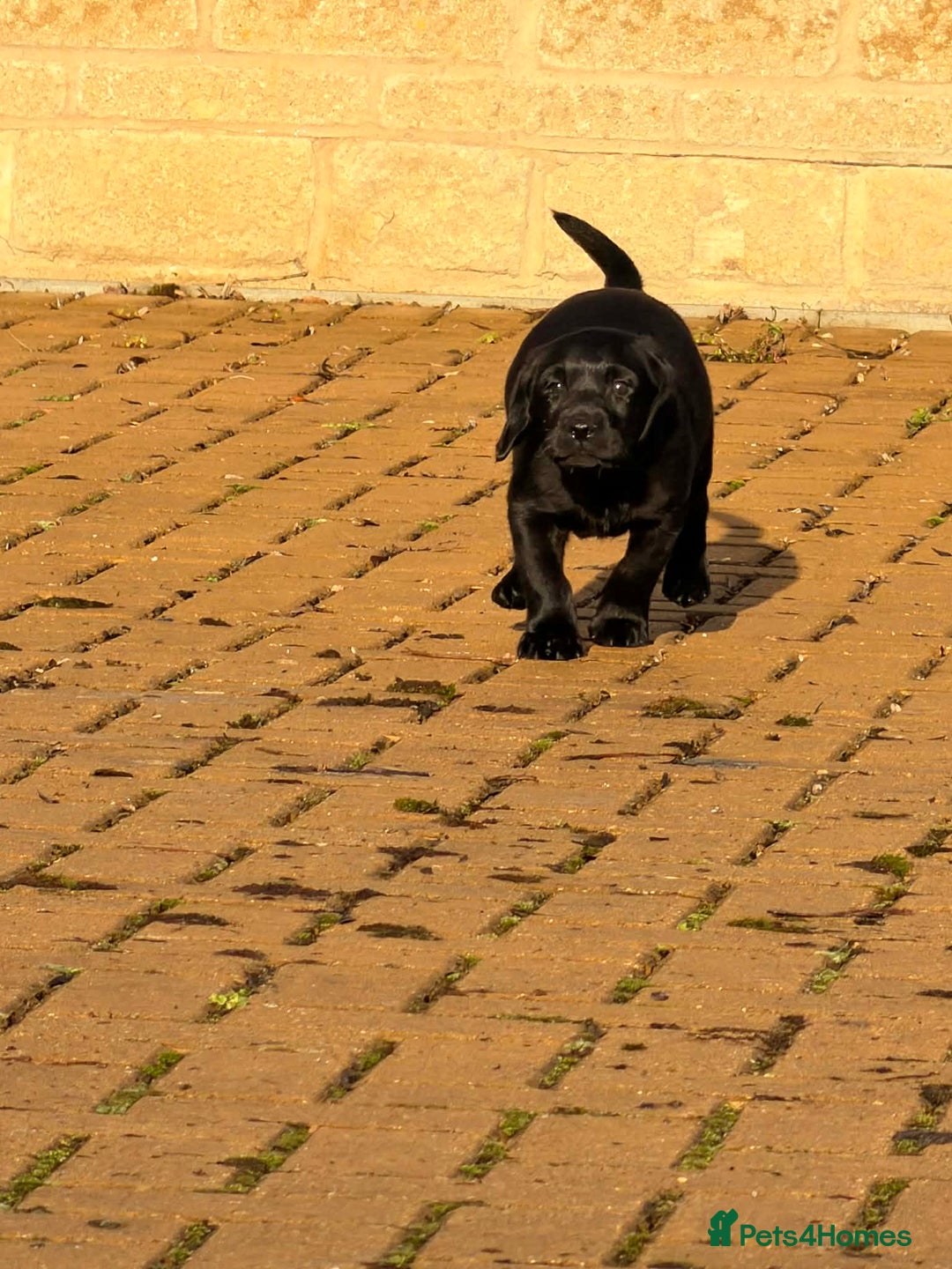 Labrador Retriever dogs for sale: Jock the black Lab - Advert 4