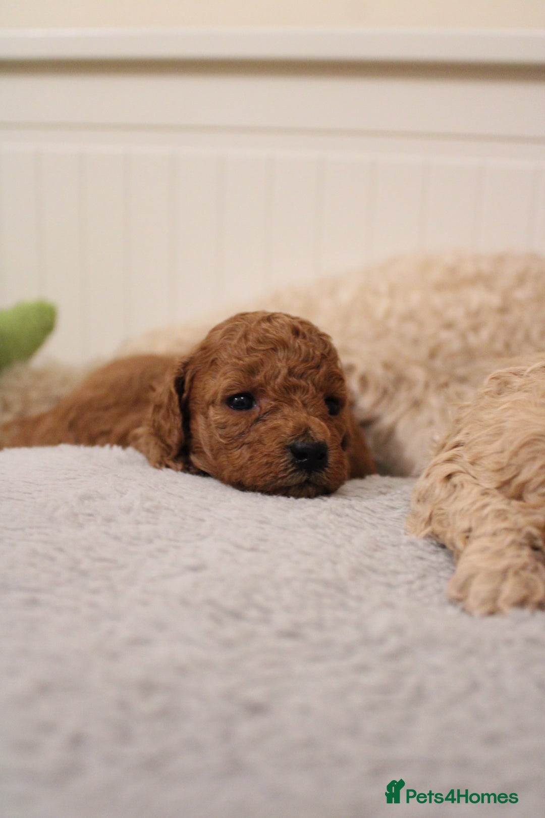 Poochon dogs for sale: Beautiful mini poochons puppies  - Advert 4
