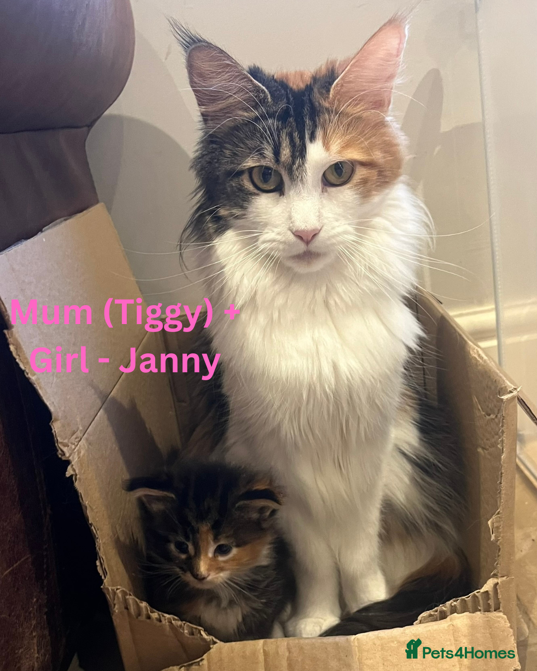 Maine Coon cats for sale: Pedigree Maine Coon Kittens - Advert 7
