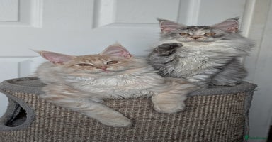 Maine Coon cats Tica registered Maine coon kittens - Advert 5