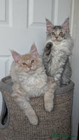 Maine Coon cats Tica registered Maine coon kittens - Advert 5