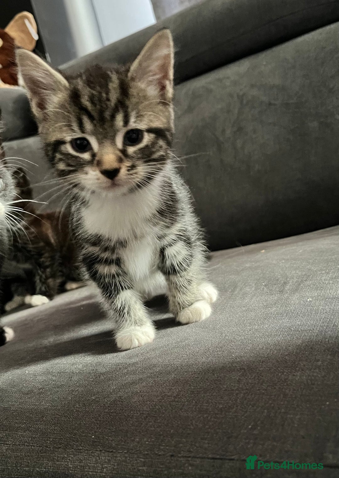 Mixed Breed cats for sale: 4 Beautiful Kittens 🐾 ❤️  - Advert 5