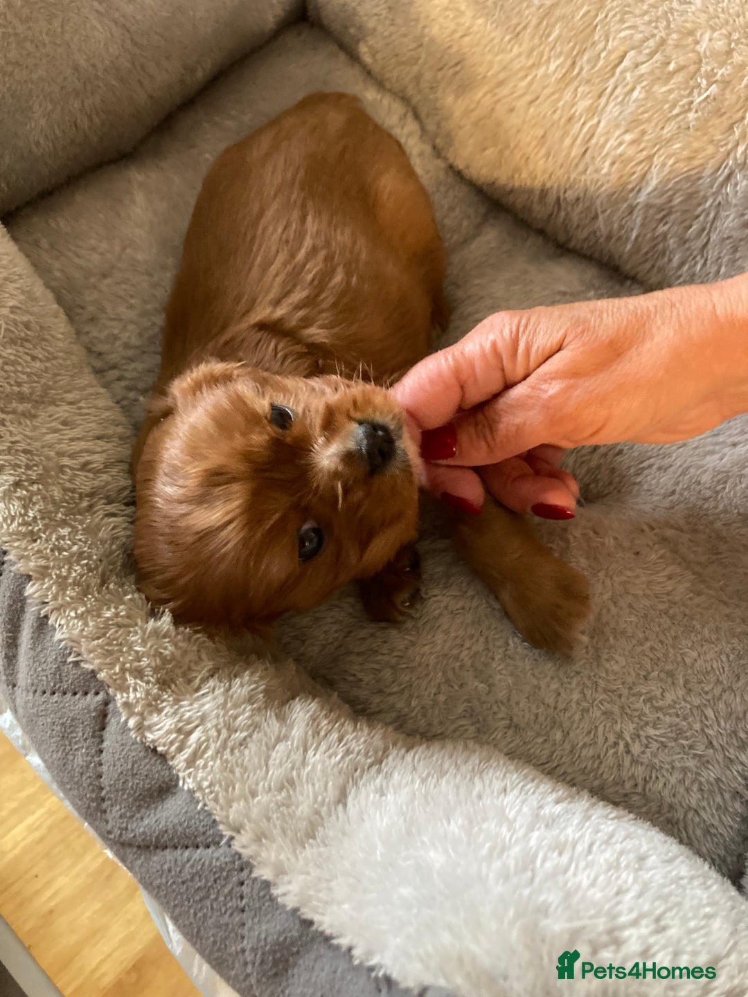 Cavalier King Charles Spaniel dogs for sale: Cavalier King Charles Spaniel Puppy 1 - Kc reg D.N.A health tested  - Image 10