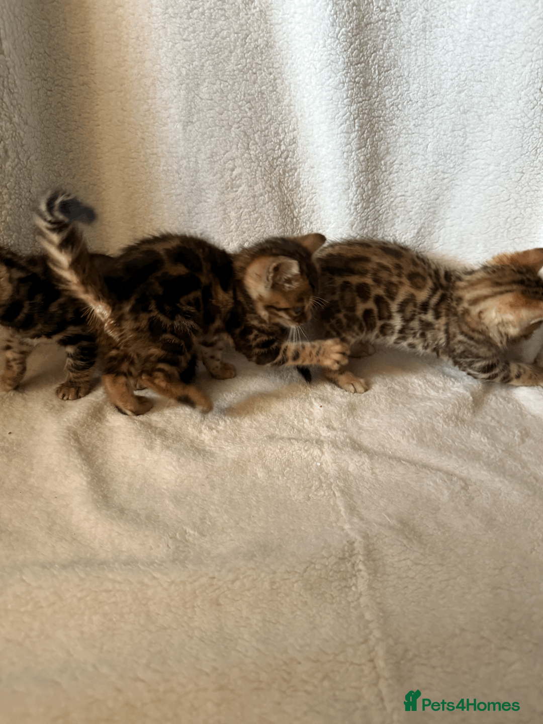 Bengal cats for sale: 5 Beautiful Bengal Brown Rosetted Kittens in London - Advert 8