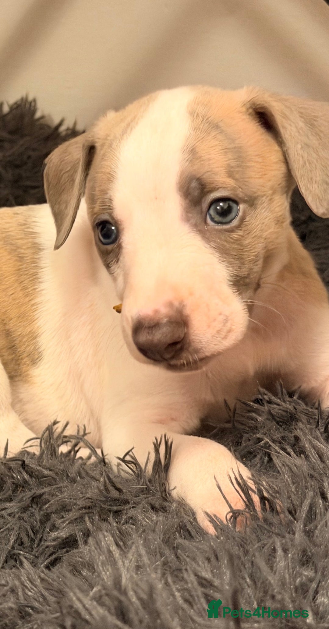 Whippet dogs for sale: KC Whippet puppies only 2 boys left  - Advert 13