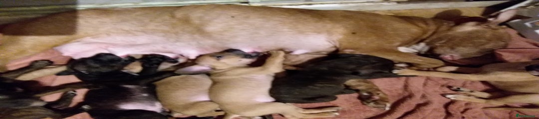Mixed Breed Puppy 5
