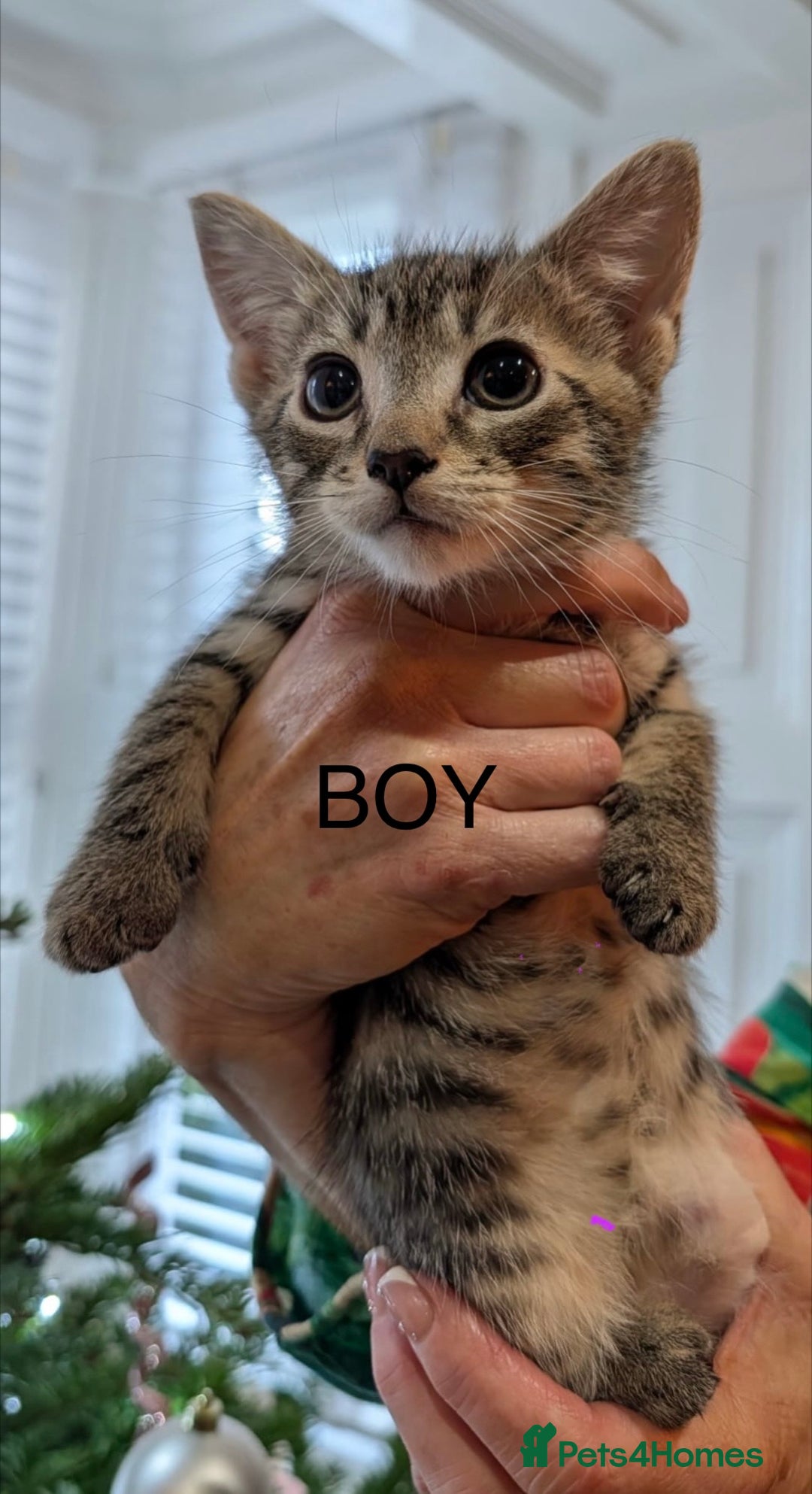 Mixed Breed cats for sale: British short haired Cross - Advert 10