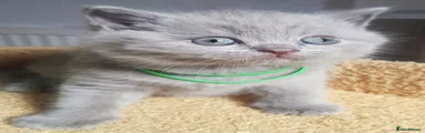 British Shorthair 3