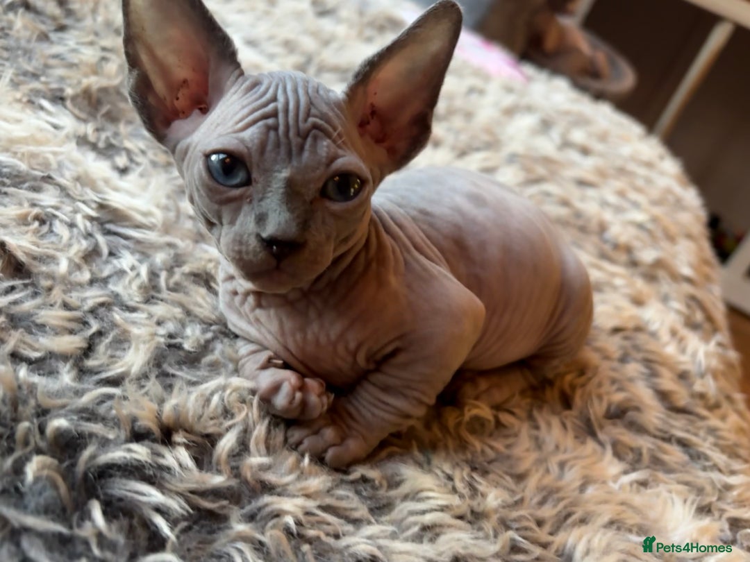 Sphynx cats for sale: Sphynx/ Bambino/ Elf Kittens - Image 5