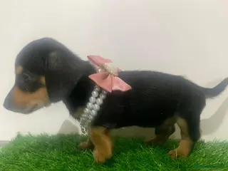 Miniature Dachshund dogs Very special tiny daschund girl 💕 - Advert 13