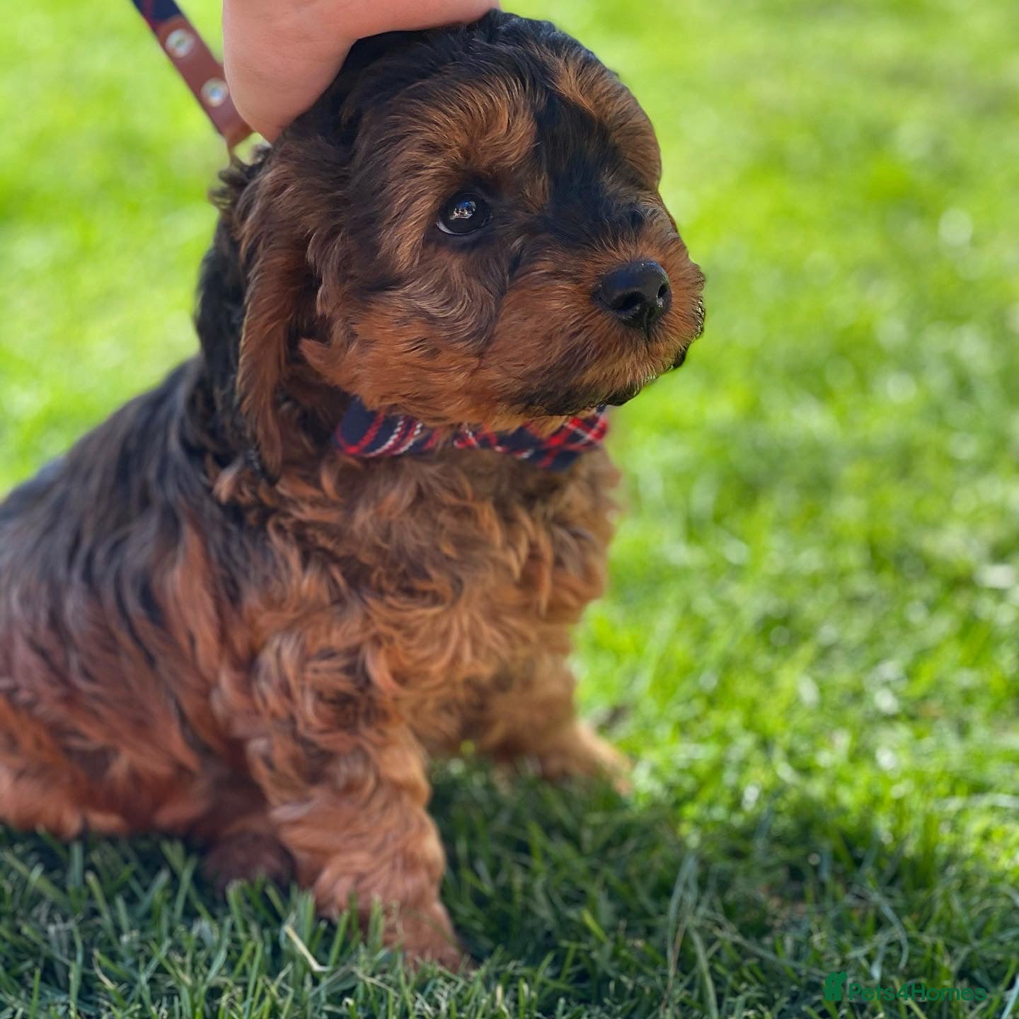 Cockapoo dogs F1B Cockapoos 🐶  - Advert 1