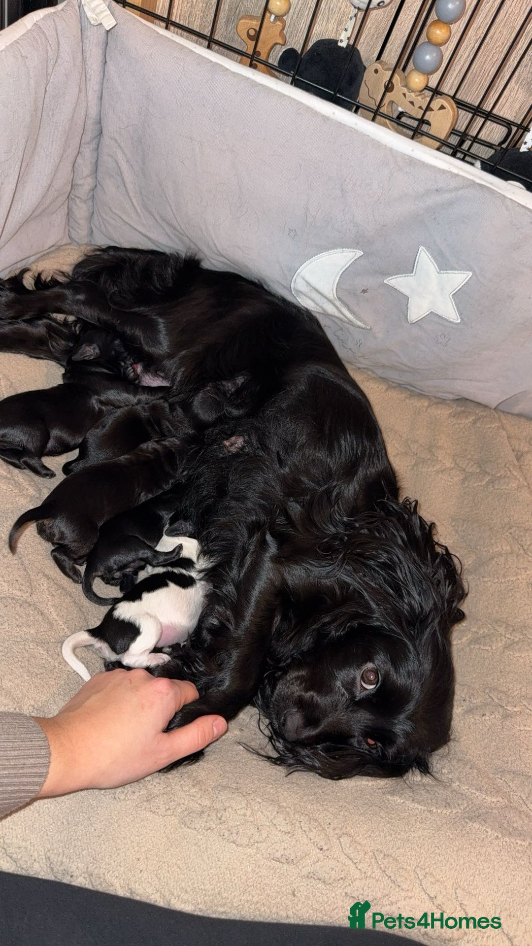 Cockapoo dogs for sale: 5 cockapoo puppies  - Advert 7