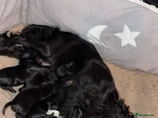 Cockapoo dogs Last boy available - Advert 8