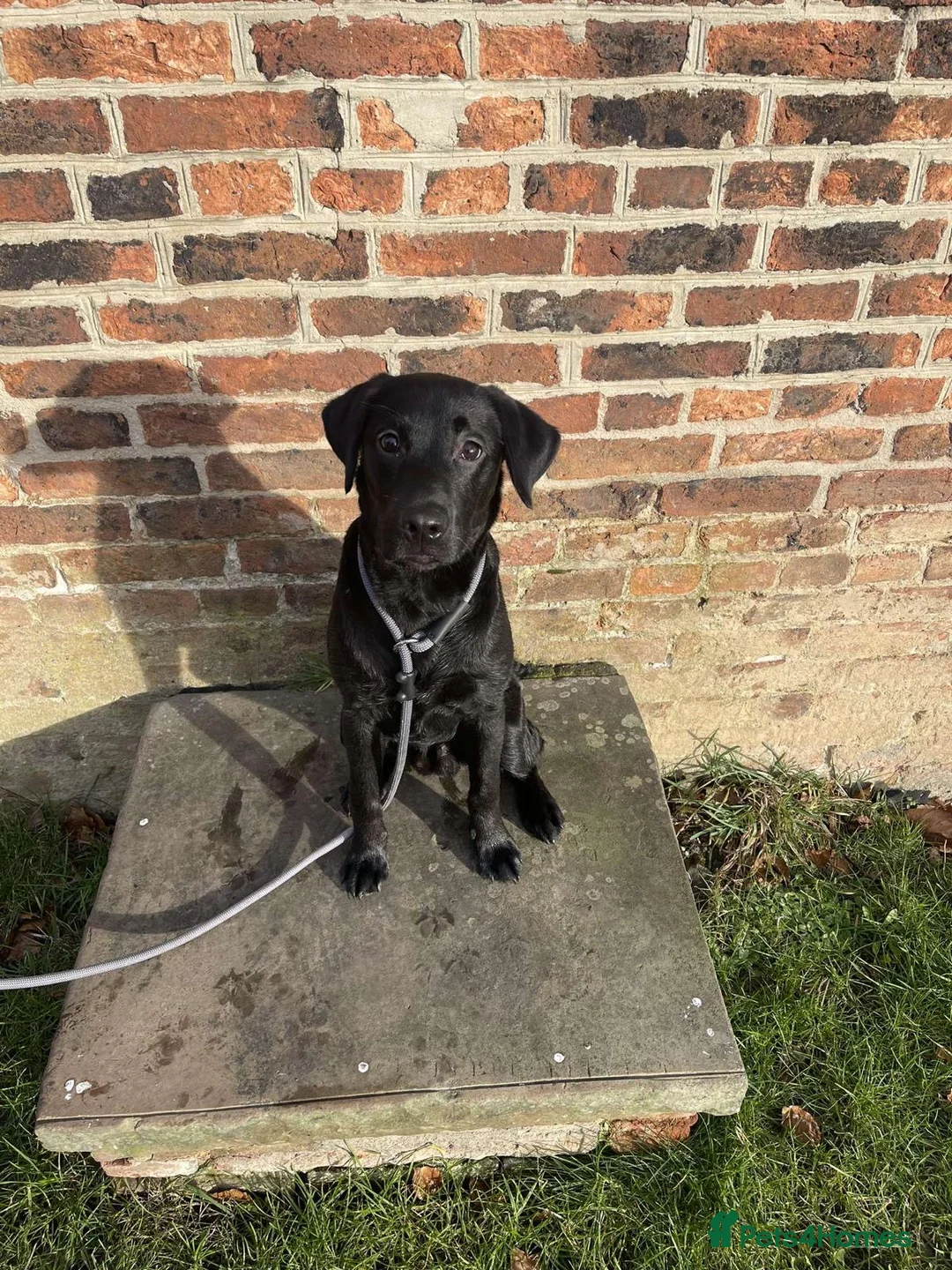 Labrador Retriever dogs for stud: Scooby  - Advert 1