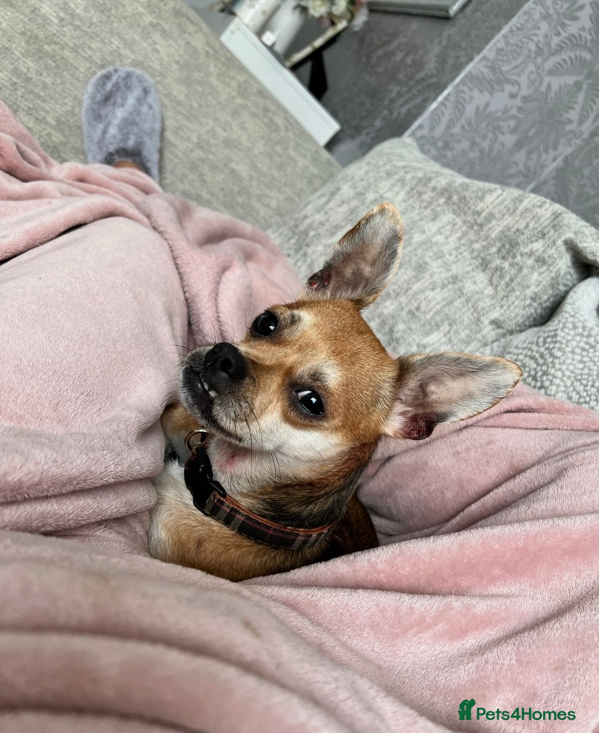 Jack Chi dogs Jackihuahua  **   in Billingham - Advert 1