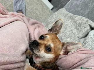 Jack Chi dogs Jackihuahua ** in Billingham - Advert 1