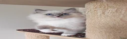Ragdoll cats for sale: BEAUTIFUL RAGDOLLS KITTENS GCCF REGISTERED  - Advert 4
