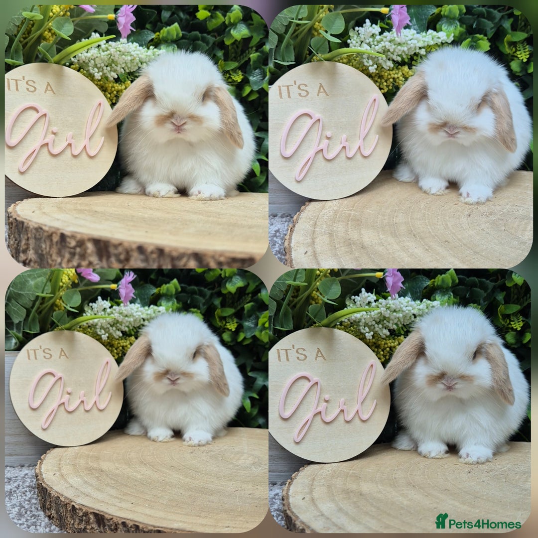Mini Lop rabbits for sale: Mini lop babies - Image 5