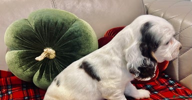 Cocker Spaniel dogs Last Male Kc Cocker Spaniel Simbawood Sire  - Advert 3