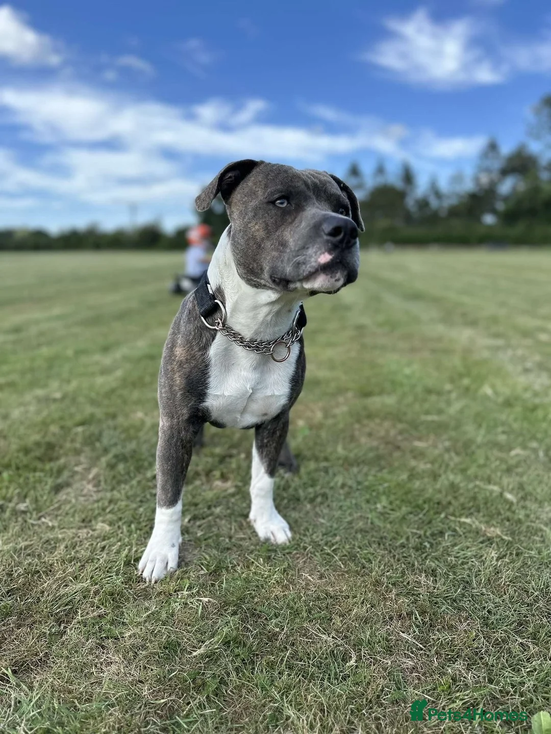 Staffordshire Bull Terrier dogs for stud: Mr roccco - Advert 2