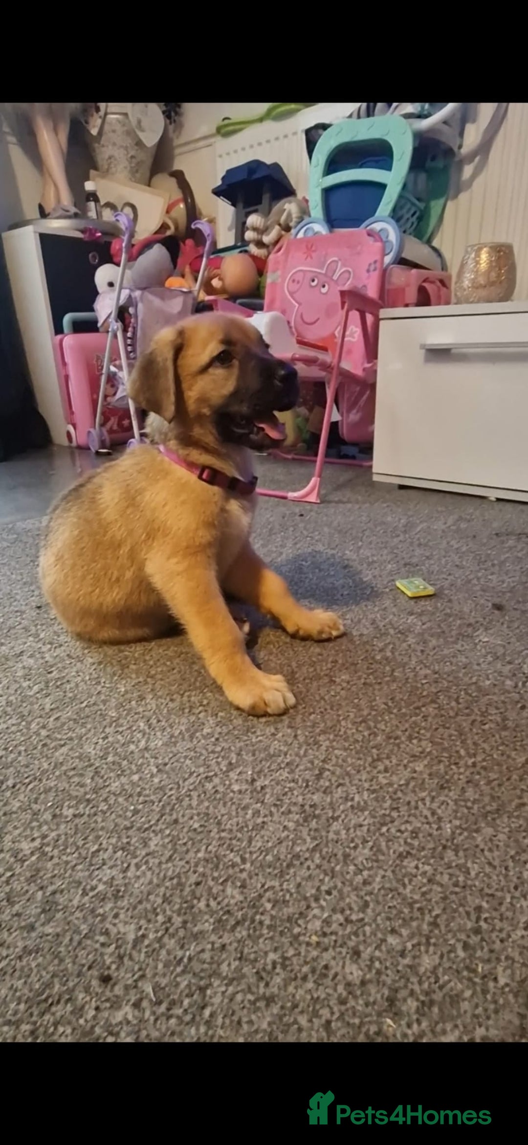 Mixed Breed dogs for sale: 7 month german shepherd X dogue de bordeaux  - Advert 8