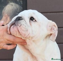 English Bulldog dogs - Advert 4