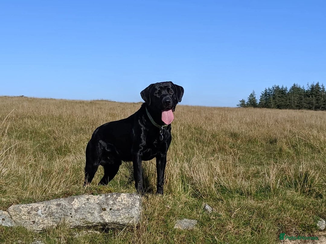 Labrador Retriever dogs for stud: Black Labrador Stud - Image 3