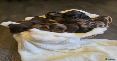 Miniature Dachshund dogs - Advert 2