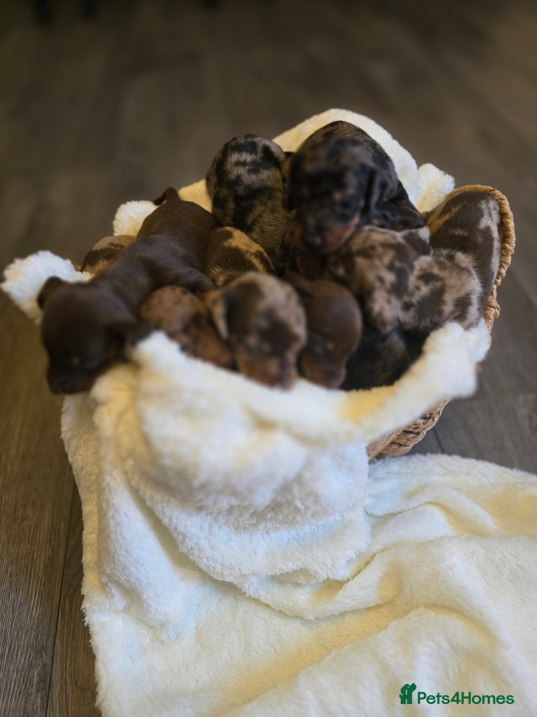 Miniature Dachshund dogs for sale: Miniature dachshunds 🐶 - Image 3