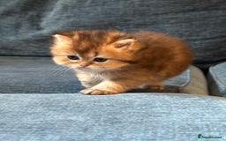 British Longhair cats for sale: Rare Golden Shaded British Longhair Girl Teddy  - Image 11