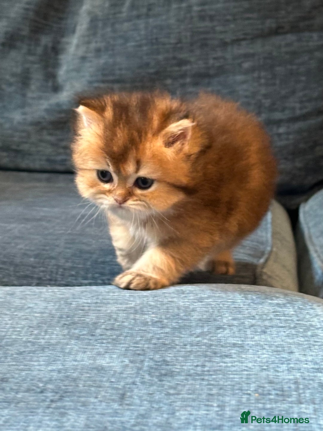 British Longhair cats for sale: Rare Golden Shaded British Longhair Girl Teddy  - Image 11