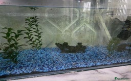 Goldfish fish for sale: Fish for sale - Image 3