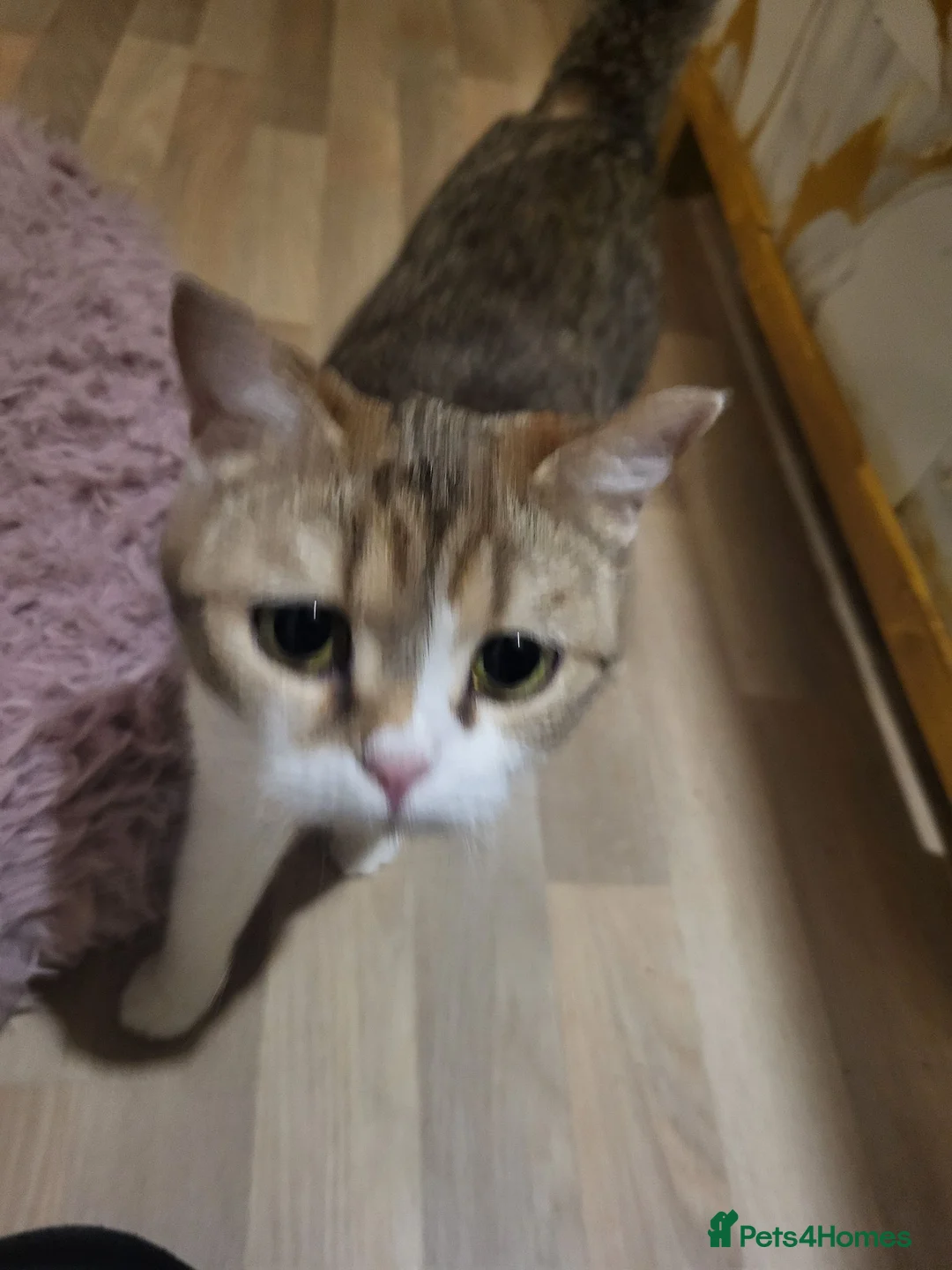 Mixed Breed cats for sale: 11-week -0ld kittens[first vaccination done/ready - Advert 2
