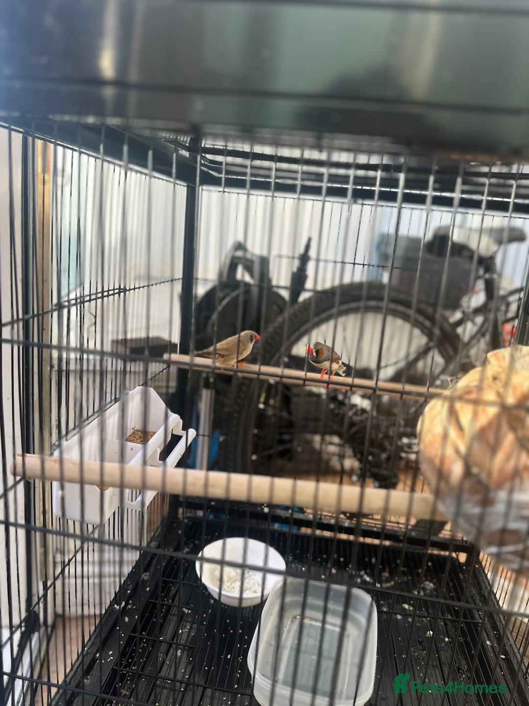 Finches birds for sale: 2 finches And 2 love birds and come with 3 cage - Advert 8
