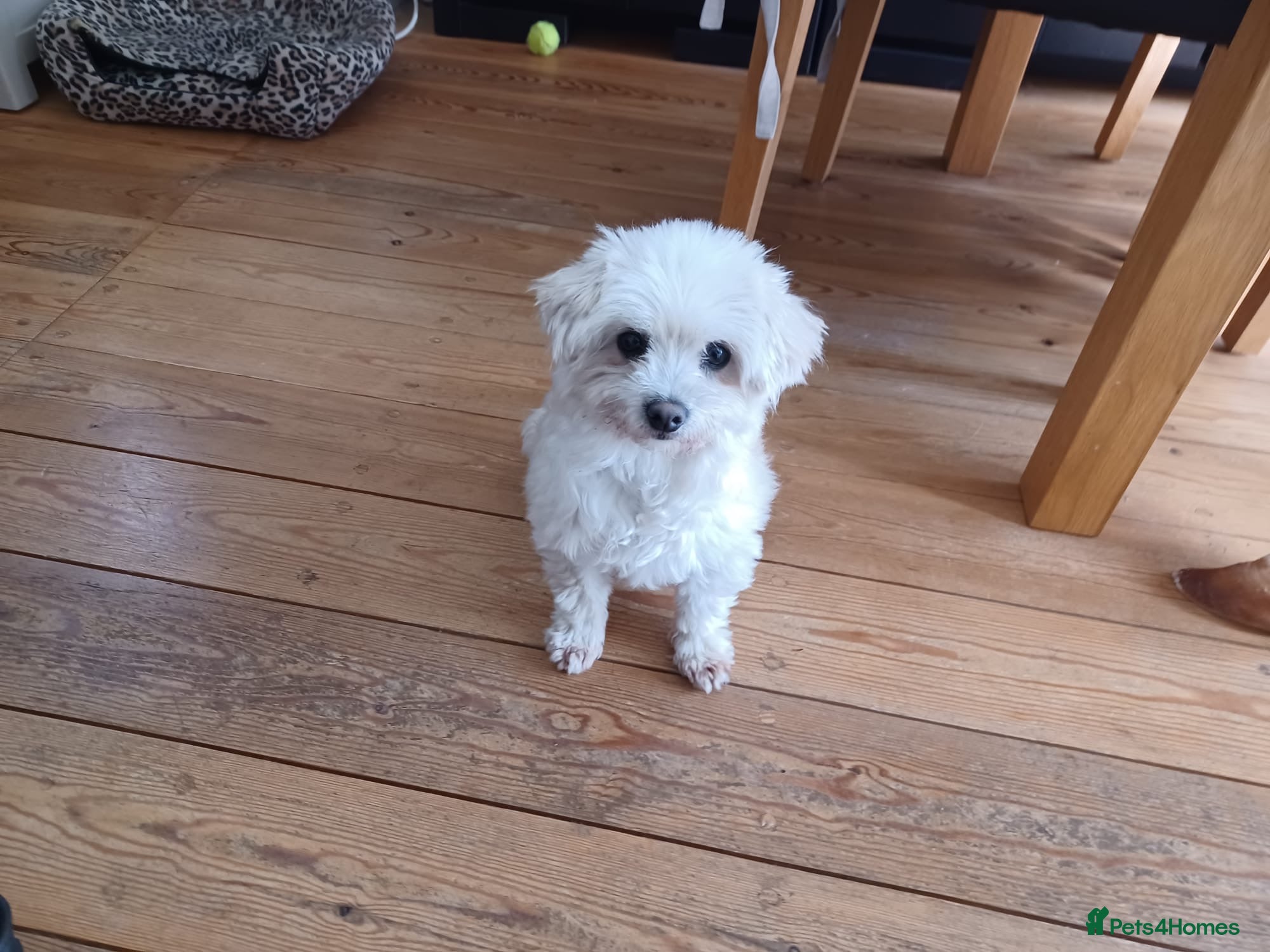 Mixed Breed dogs Zurie  - Advert 1