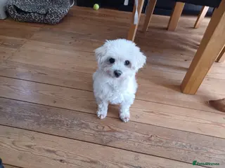 Mixed Breed dogs Zurie - Advert 1