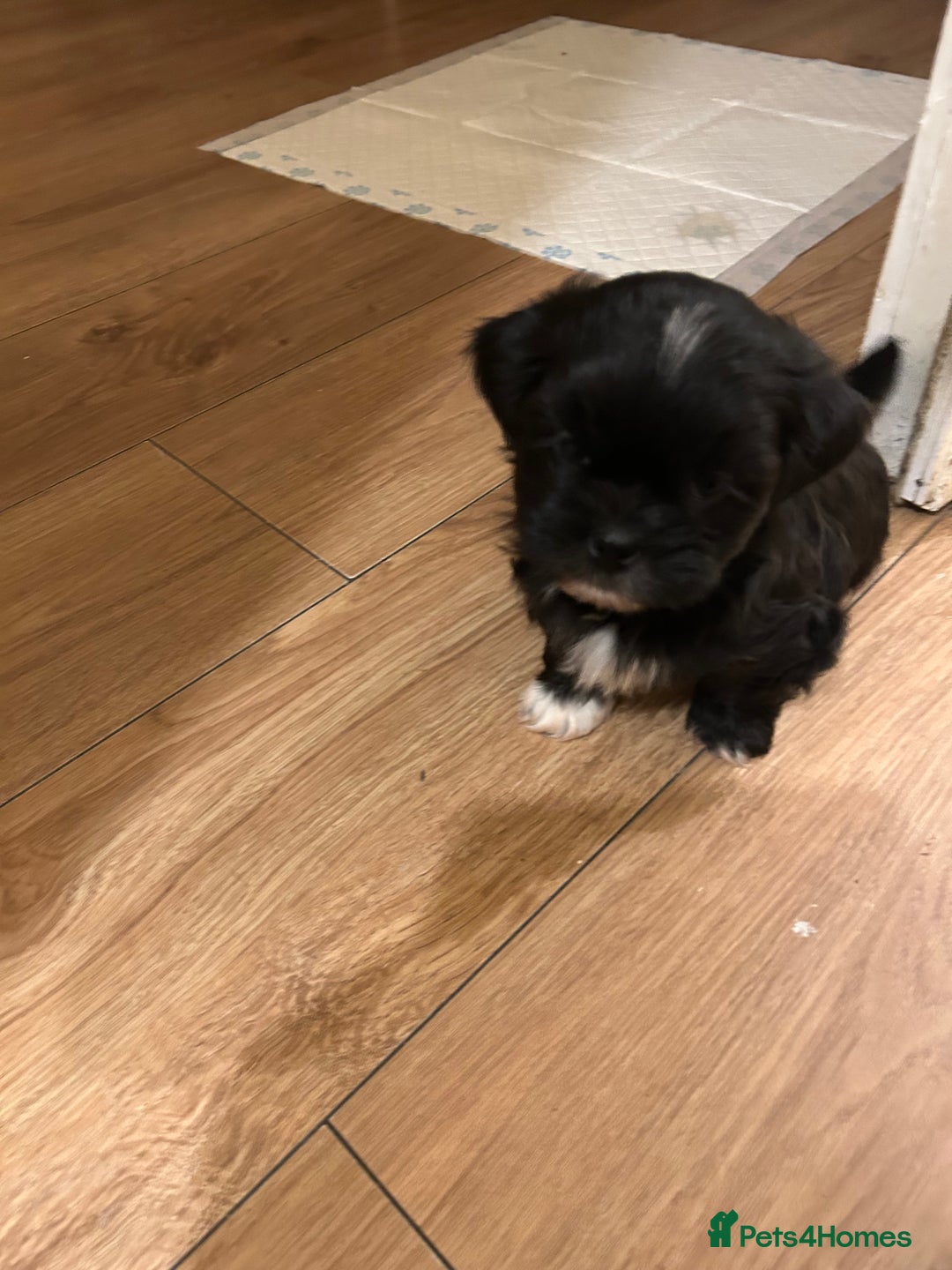 Shih Tzu dogs for sale: Beautiful shi tzu puppies  - Advert 4
