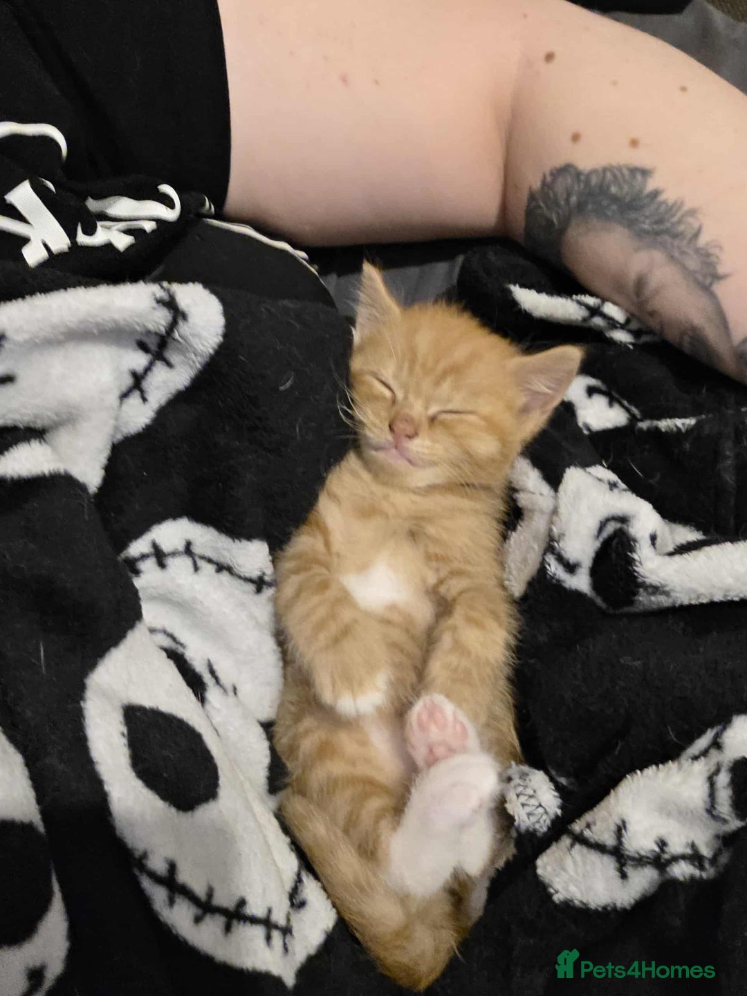 Mixed Breed cats for sale: 2 Ginger Kitties - Image 8