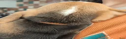 Beagle dogs for sale: Beautiful Beagle Puppies – Ready Now! - Advert 2