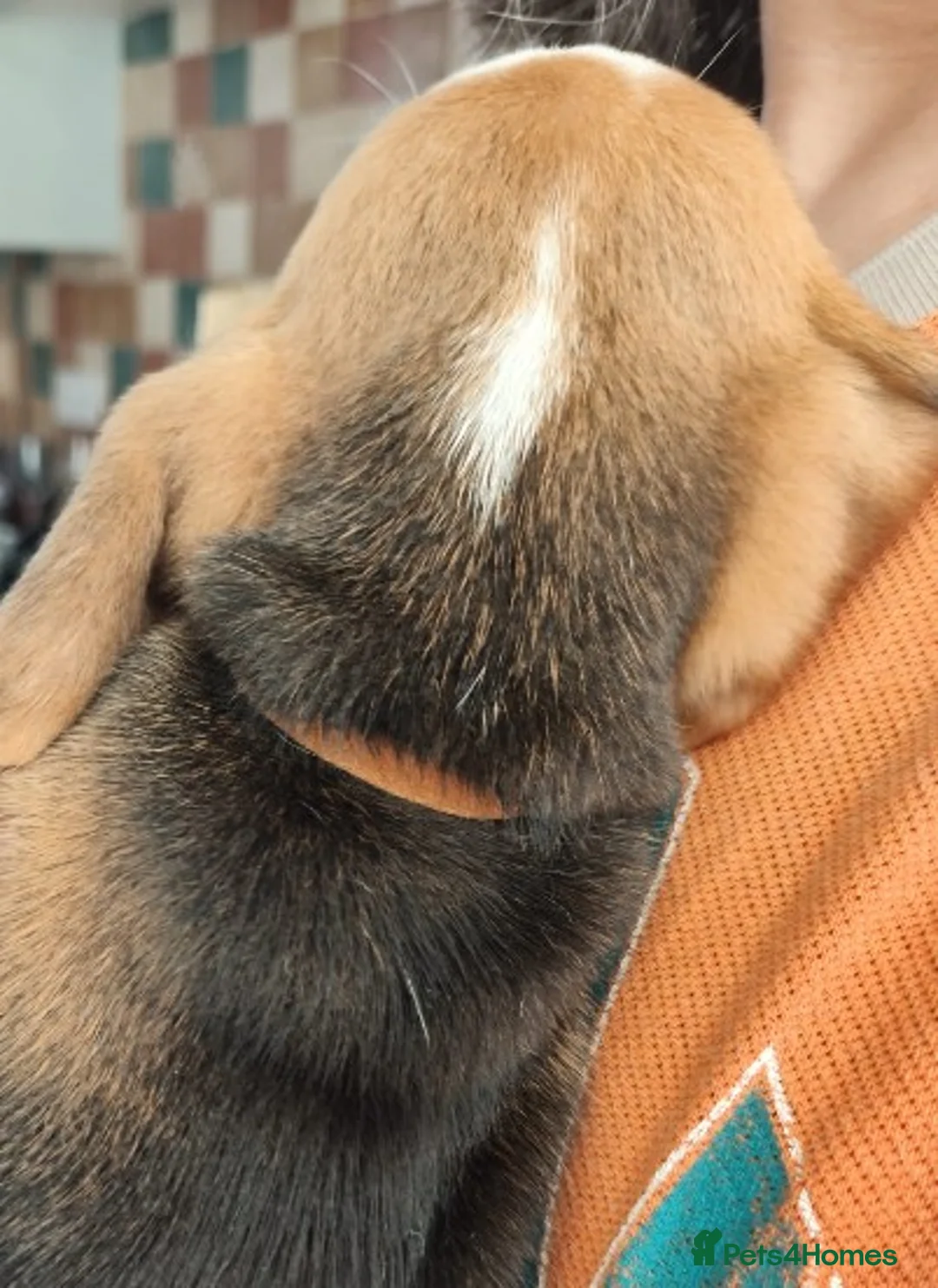 Beagle dogs for sale: Beautiful Beagle Puppies – Ready Now! - Advert 2