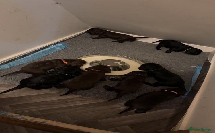 Cocker Spaniel dogs Cocker spaniel puppy’s  - Advert 2