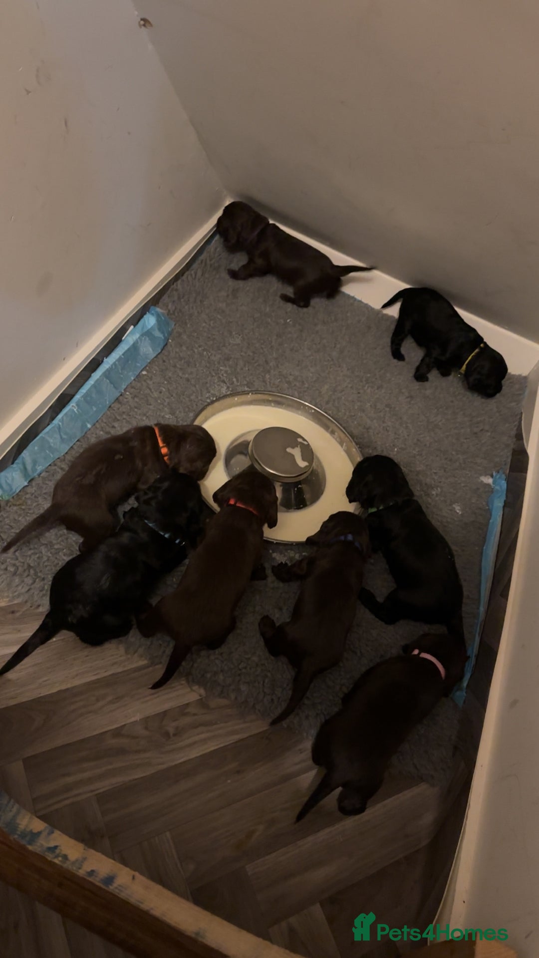 Cocker Spaniel dogs for sale: Cocker spaniel puppy’s  - Advert 1