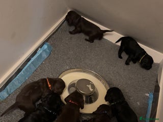 Cocker Spaniel dogs Cocker spaniel puppy’s - Advert 1