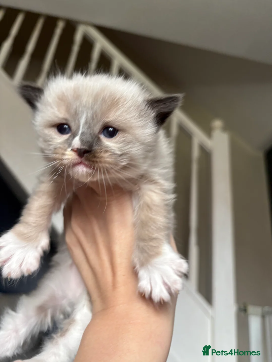 Ragdoll cats for sale: Microchipped Ragdoll Pedigree Kittens in Doncaster - Advert 7