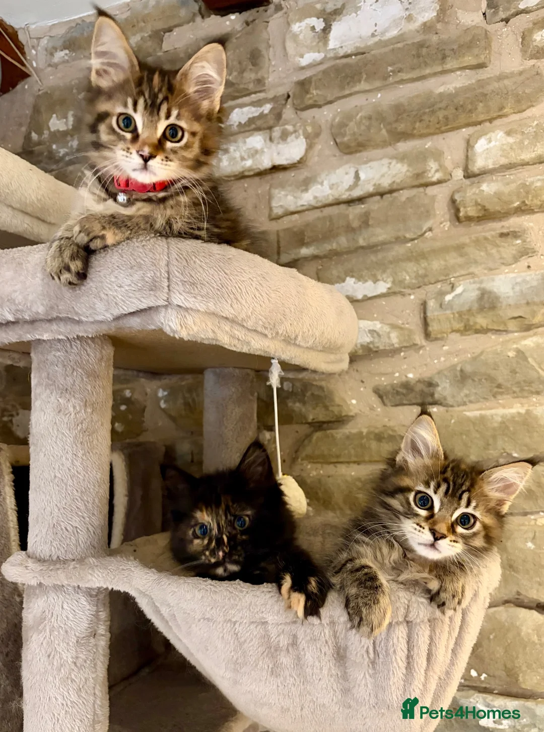 Ragcoon cats for sale: Beautiful Ragcoon kittens 🐱  - Advert 2