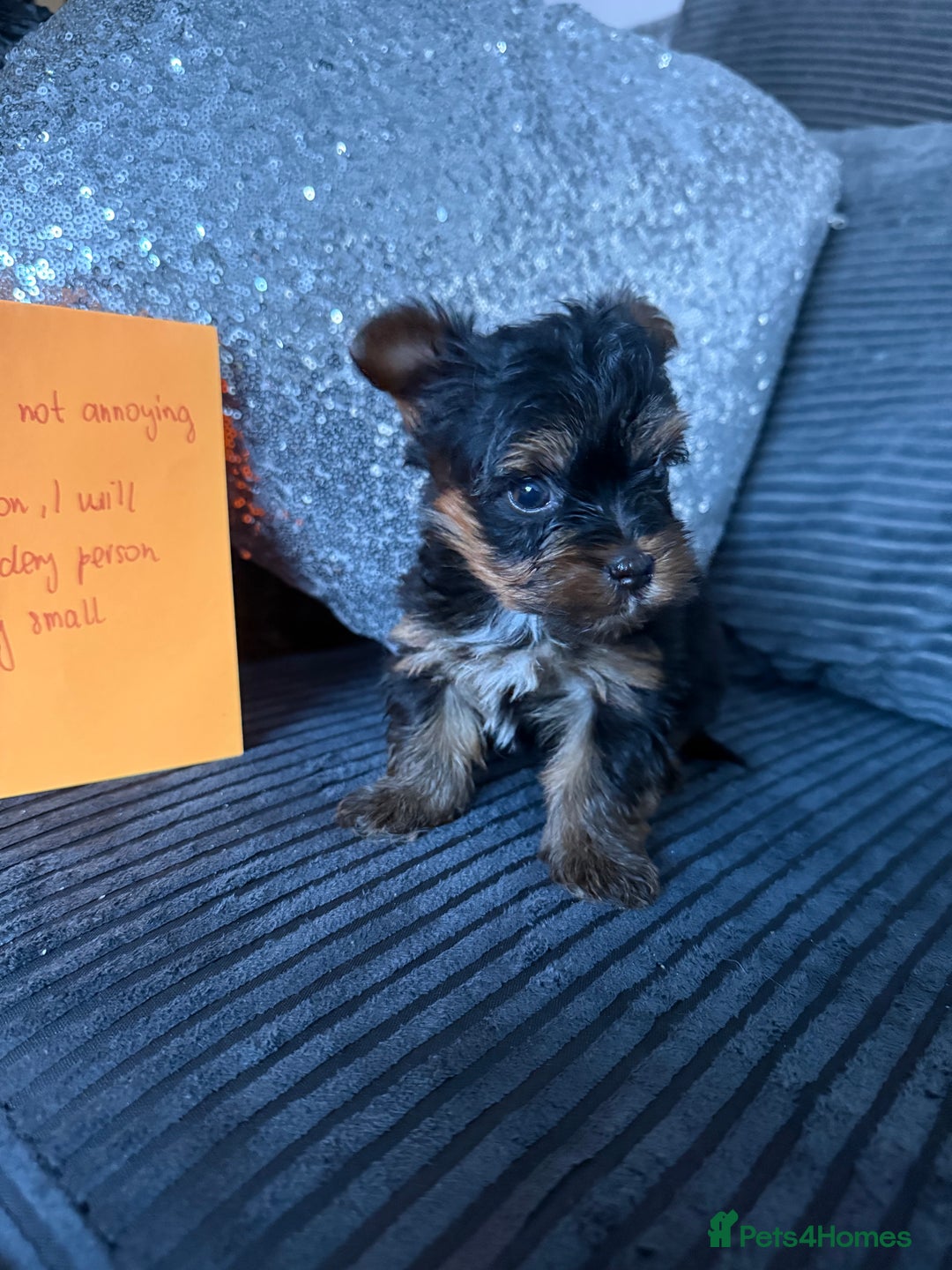 Yorkshire Terrier dogs for sale: Miniature Yorkshire terrier puppies  - Image 19