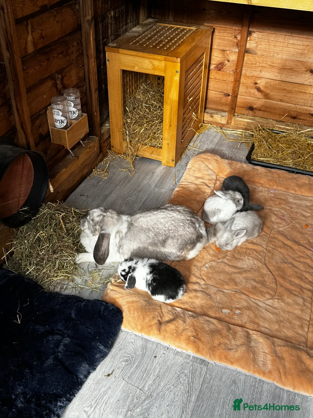 French Lop rabbits for sale: 🩷Pure bred French lop kits🩵 - Advert 3